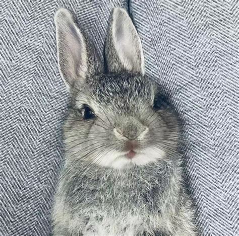 屬兔 耳高於眼